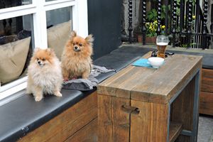 Pomeranians Sharing A Beer (color)