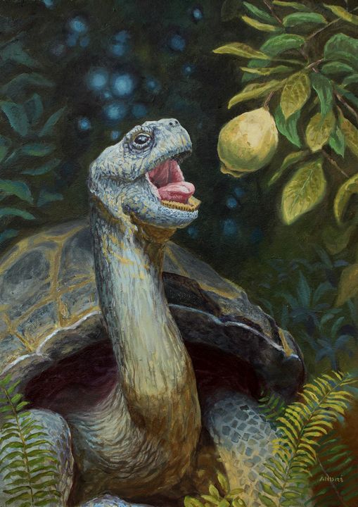Galápagos tortoise - André Mata