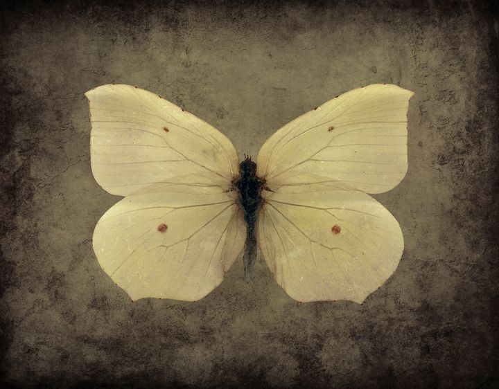 Butterfly - Steve Ball