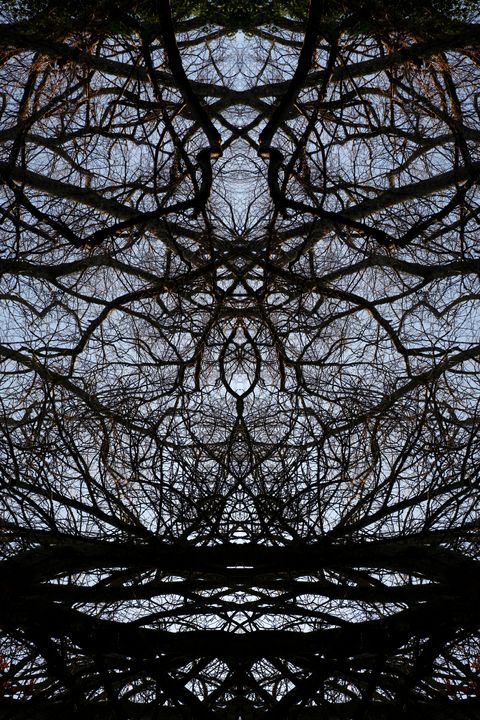 Mirrored trees - Steve Ball