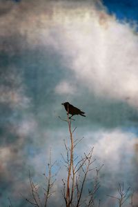Crow tree