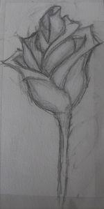 Sketchbook Rose