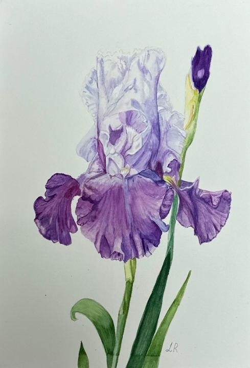 Iris - Wall art by Lara Robins - Paintings & Prints, Flowers, Plants ...
