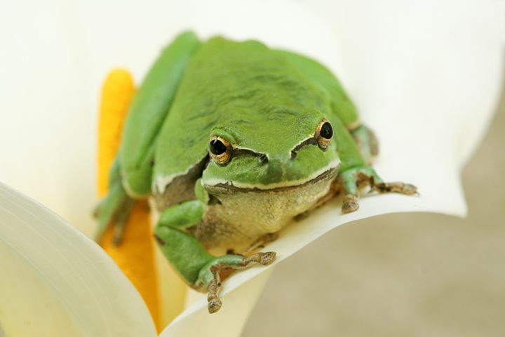 European tree frog, Hyla arborea, - PhotoStock-Israel