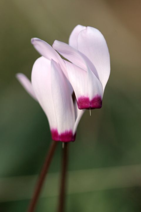 Cyclamen persicum, Persian Violet, - PhotoStock-Israel