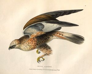 Rough-legged buzzard (Buteo lagopus)