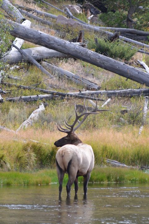 Madison River Elk at Yellowstone - WILdernessSRW - Photography, Animals ...