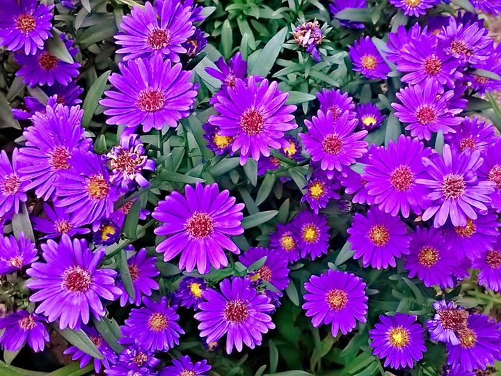 Purple Mums Art By Kim Photography Flowers Plants Trees Flowers Other Flowers Artpal