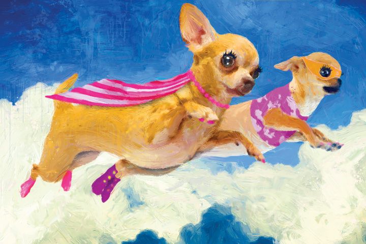 Chick Chihuahua and Darlene - Porter Hastings