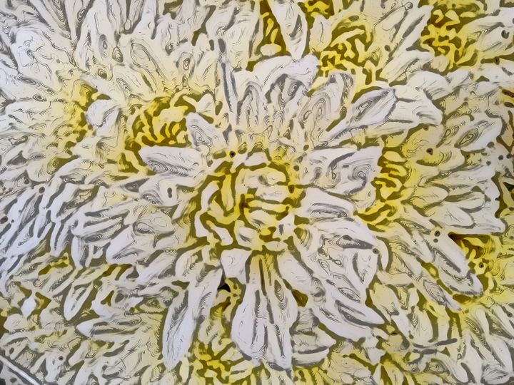 Chrysanthemum or mums - CLA