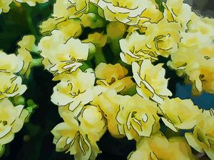 Yellow flower of kalanchoe