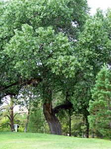 Majestic Tree