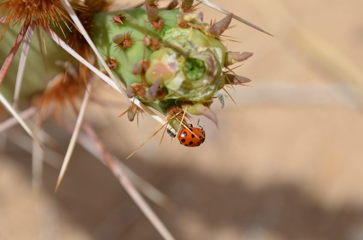 A Bug's Life - Kandi