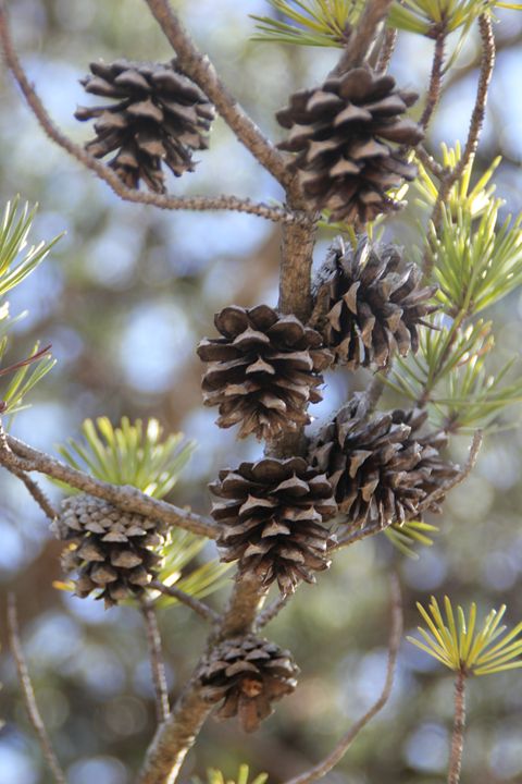Beautiful Baby Pine Cones And Others Still Growing On Pine Stems Postcard
