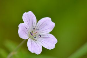 Violet flower I