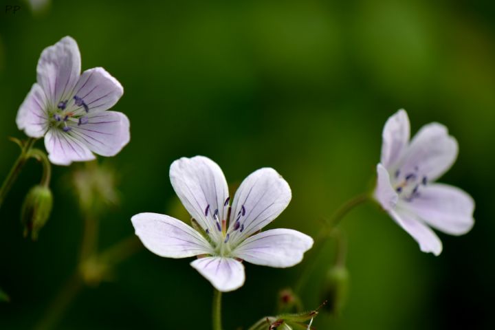 Violet flower II - PerceivingPhoto