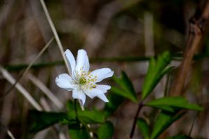 Wood anemone II