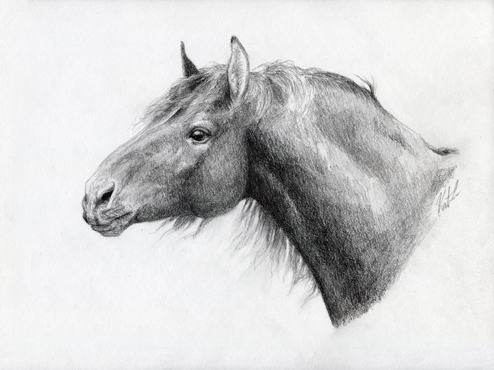 Warmblood Stallion - KJL ART - Drawings & Illustration, Animals, Birds ...