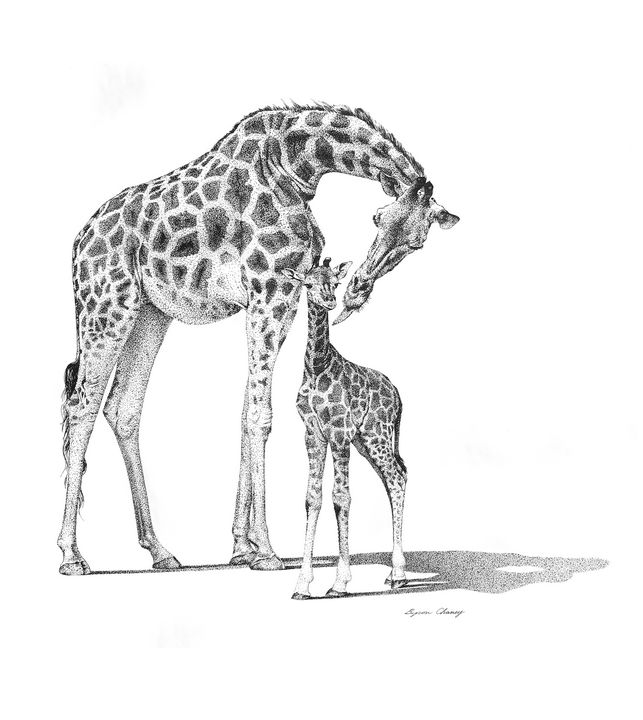 Mom & Calf Giraffes - Byron Chaney's Illustration and Design