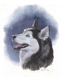 Siberian Husky watercolor