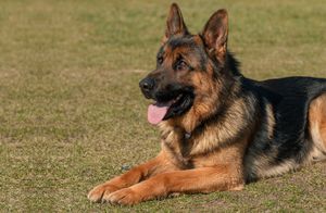 royal german shepherd