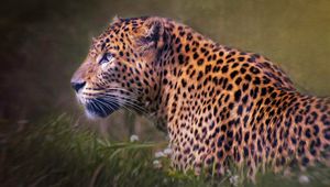 Pink Leopard - KLD ARTHOUSE - Digital Art, Animals, Birds, & Fish