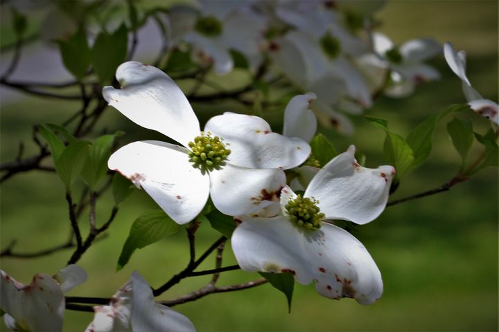 Spring has sprung - Artistic Photos by Terry Baumgartner - Photography ...