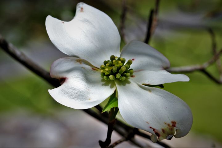 Dogwood Tree - Artistic Photos by Terry Baumgartner - Photography ...