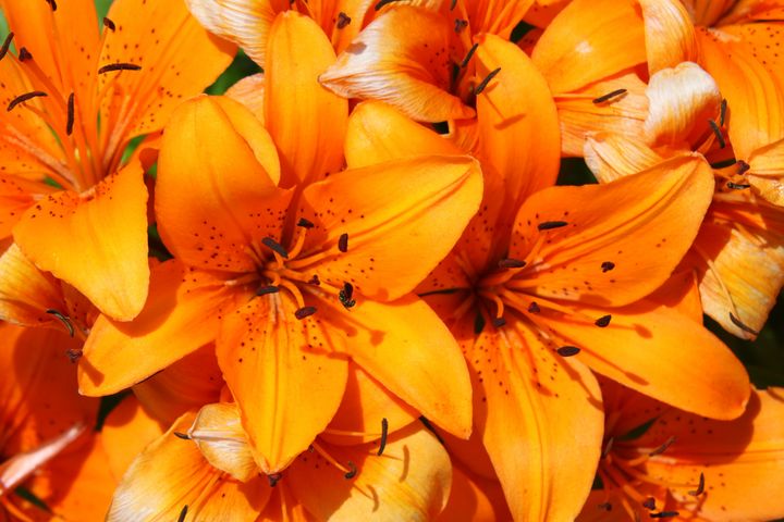 Candlestick Lily’s - Artistic Photos by Terry Baumgartner - Photography