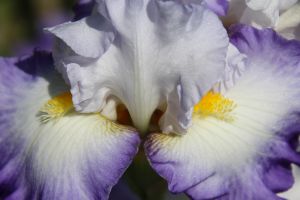 Bearded Iris - Artistic Photos by Terry Baumgartner