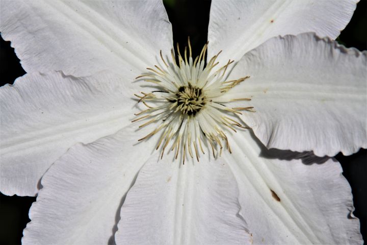 White Clematis - Artistic Photos by Terry Baumgartner