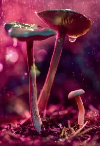 glowing mushroom 15