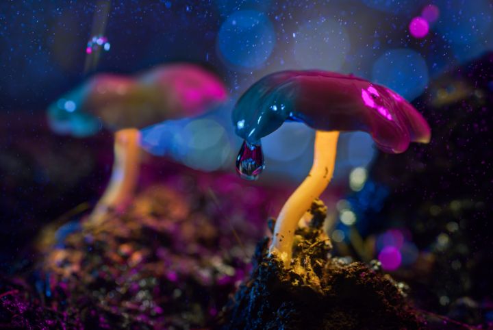 glowing mushroom 31 - Glowing Mushrooms 2021-2022