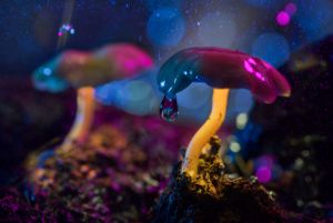 glowing mushroom 31 - Glowing Mushrooms