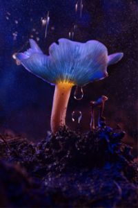 glowing mushroom 38