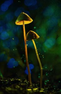 glowing mushroom 43
