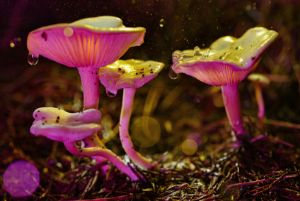 glowing mushroom 2 - Glowing Mushrooms