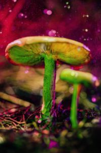 glowing mushroom 18