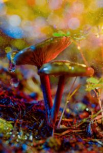 glowing mushroom 19