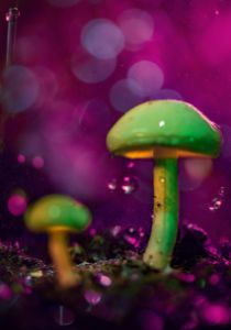 glowing mushroom 23