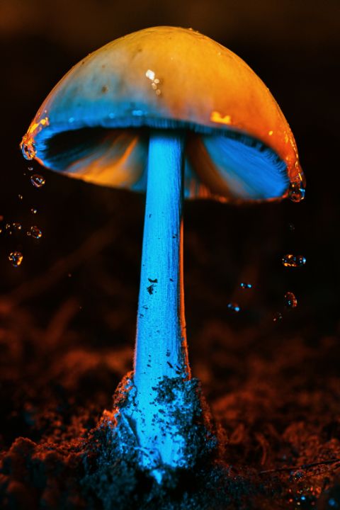 glowing mushroom 17 - Glowing Mushrooms 2021-2022