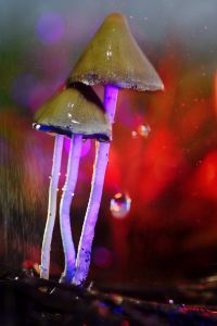 glowing mushroom 39
