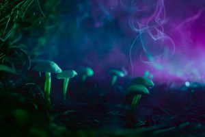 glowing mushroom 40 - Glowing Mushrooms