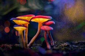 glowing mushroom 46 - Glowing Mushrooms