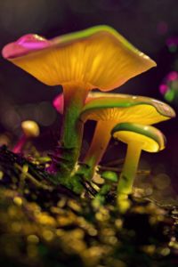 Glowing Mushroom 50