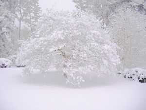 Dogwood In Snow