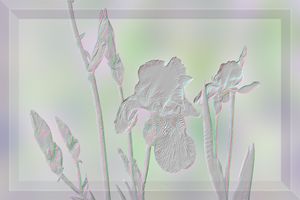 Iris Splendor