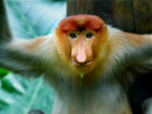 Proboscis Monkey - Dimage Studios
