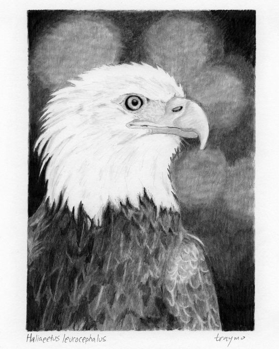 20 Easy Eagle Drawing Ideas – How To Draw An Eagle | Eagle drawing, Eagle  drawing easy, Easy drawings