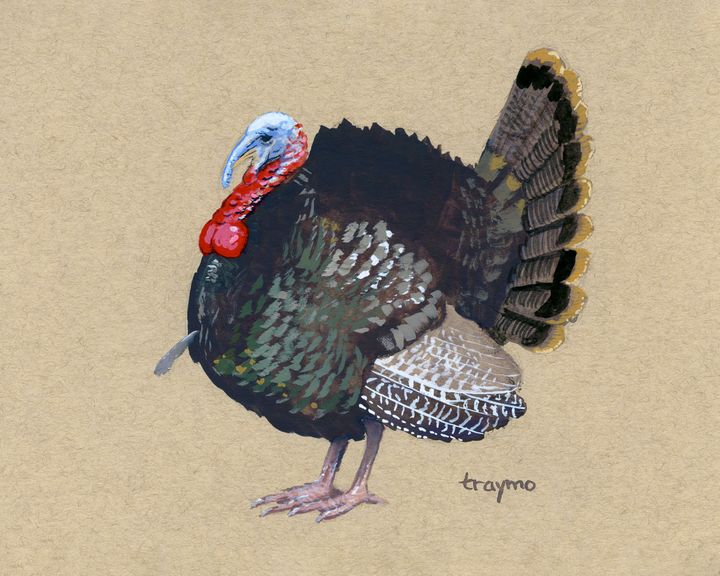 wild turkey color drawings